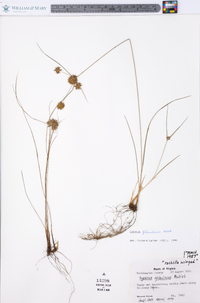 Cyperus filiculmis image