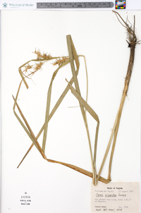 Carex gigantea image