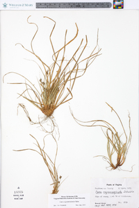 Carex nigromarginata image