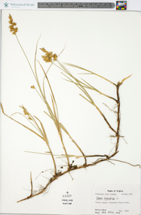 Carex arenaria image