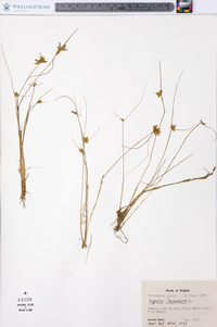 Cyperus flavescens image