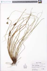 Carex complanata image