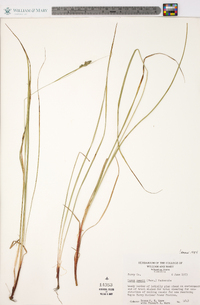 Carex swanii image