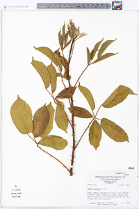 Rubus argutus image