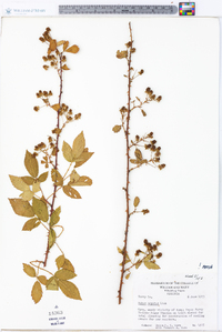 Rubus argutus image