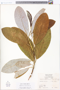 Magnolia virginiana image