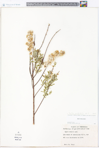 Salix occidentalis image