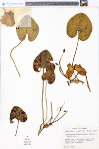 Hexastylis shuttleworthii image