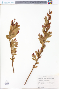 Vaccinium fuscatum image