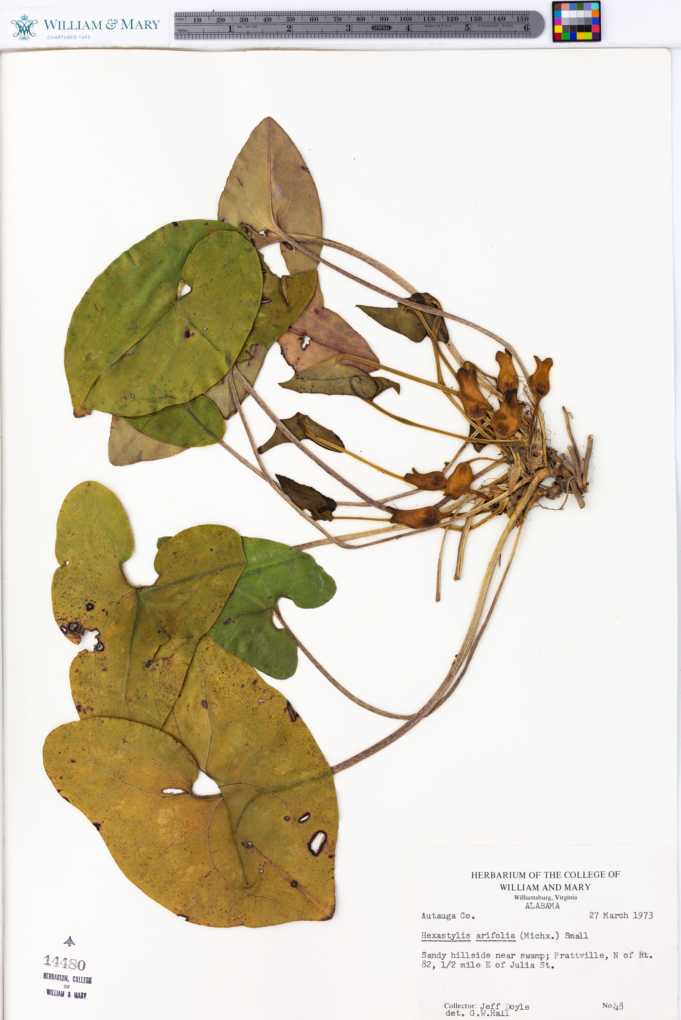 Hexastylis arifolia image
