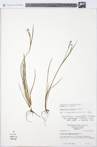 Sisyrinchium atlanticum image