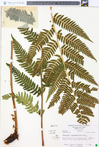 Dryopteris goldieana image