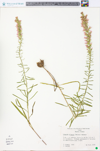 Liatris elegans image