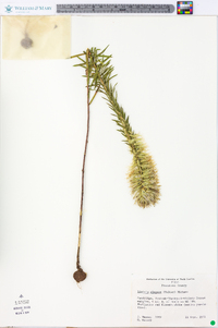 Liatris elegans image