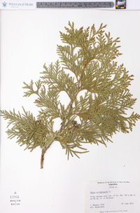 Thuja occidentalis image