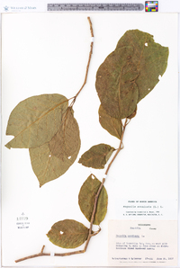 Magnolia acuminata image