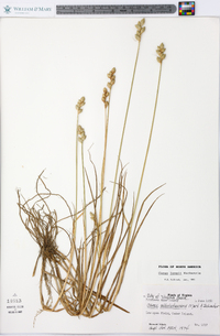 Carex longii image