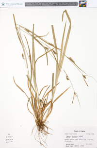 Carex grisea image