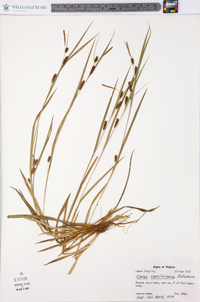 Carex caroliniana image