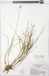 Carex longii image