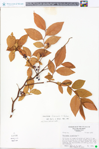 Vaccinium formosum image