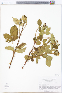 Rubus cuneifolius image