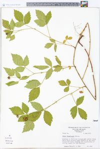 Rubus flagellaris image