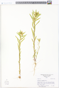 Collomia linearis image