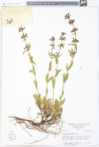 Penstemon humilis image