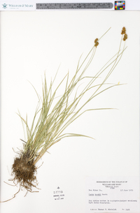 Carex hoodii image