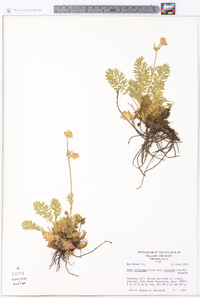 Geum triflorum image