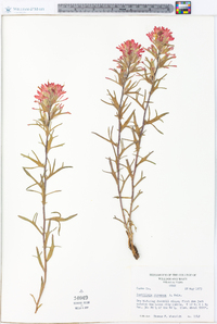 Castilleja chromosa image