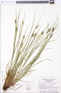 Carex complanata image