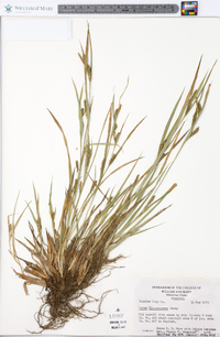 Carex flaccosperma image