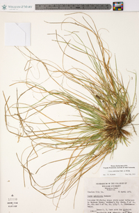 Carex umbellata image