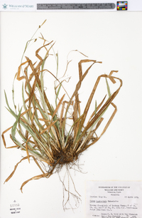 Carex laxiculmis image