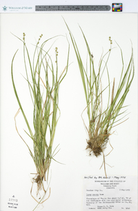 Carex seorsa image