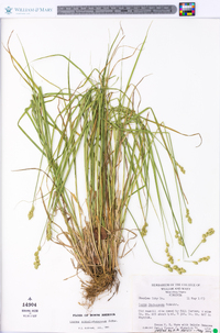 Carex albolutescens image