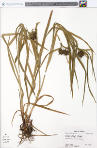 Carex grayi image