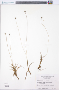 Lachnocaulon anceps image