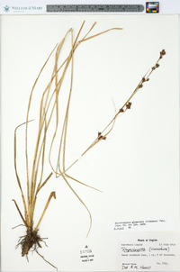 Rhynchospora glomerata image