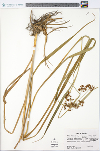 Scirpus atrovirens var. georgianus image