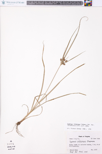 Cyperus retrorsus image