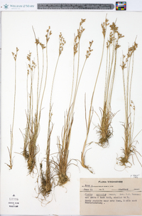 Juncus secundus image