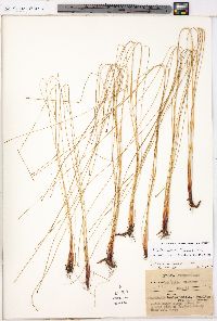 Eleocharis tenuis image