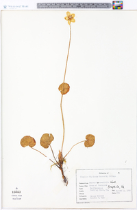 Parnassia asarifolia image