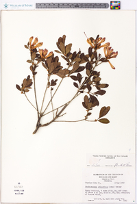 Rhododendron atlanticum image