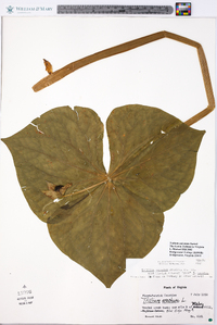 Trillium sulcatum image