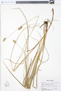 Carex normalis image