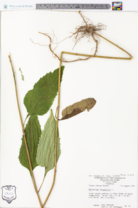 Helianthus decapetalus image